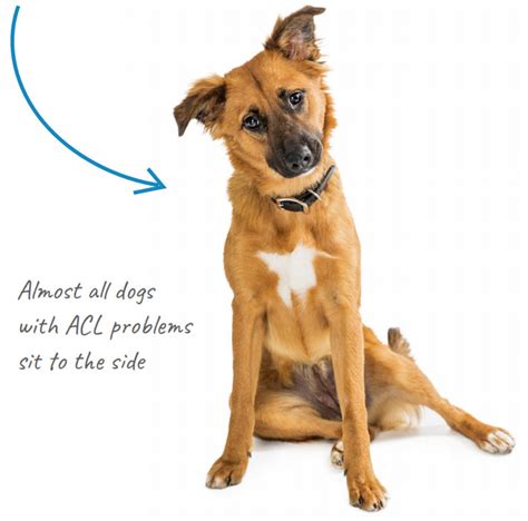 test for acl tear in dogs|acl in dogs.